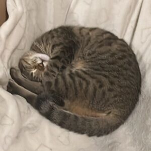 Meet your Posher, Julio